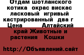 Отдам шотланского котика, окрас вискас, ласковый, игривый, кастрированный, два г › Цена ­ 100 - Алтайский край Животные и растения » Кошки   